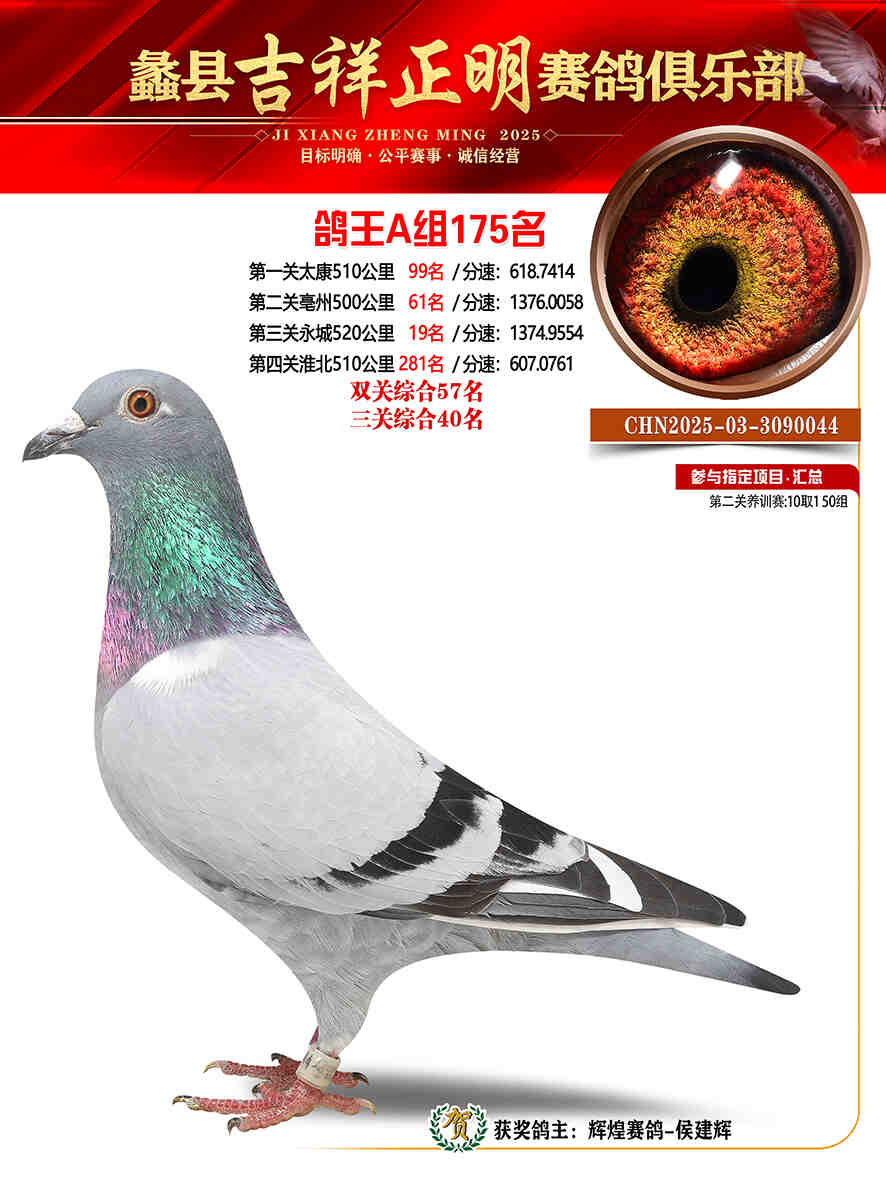 25年秋吉祥正明175号