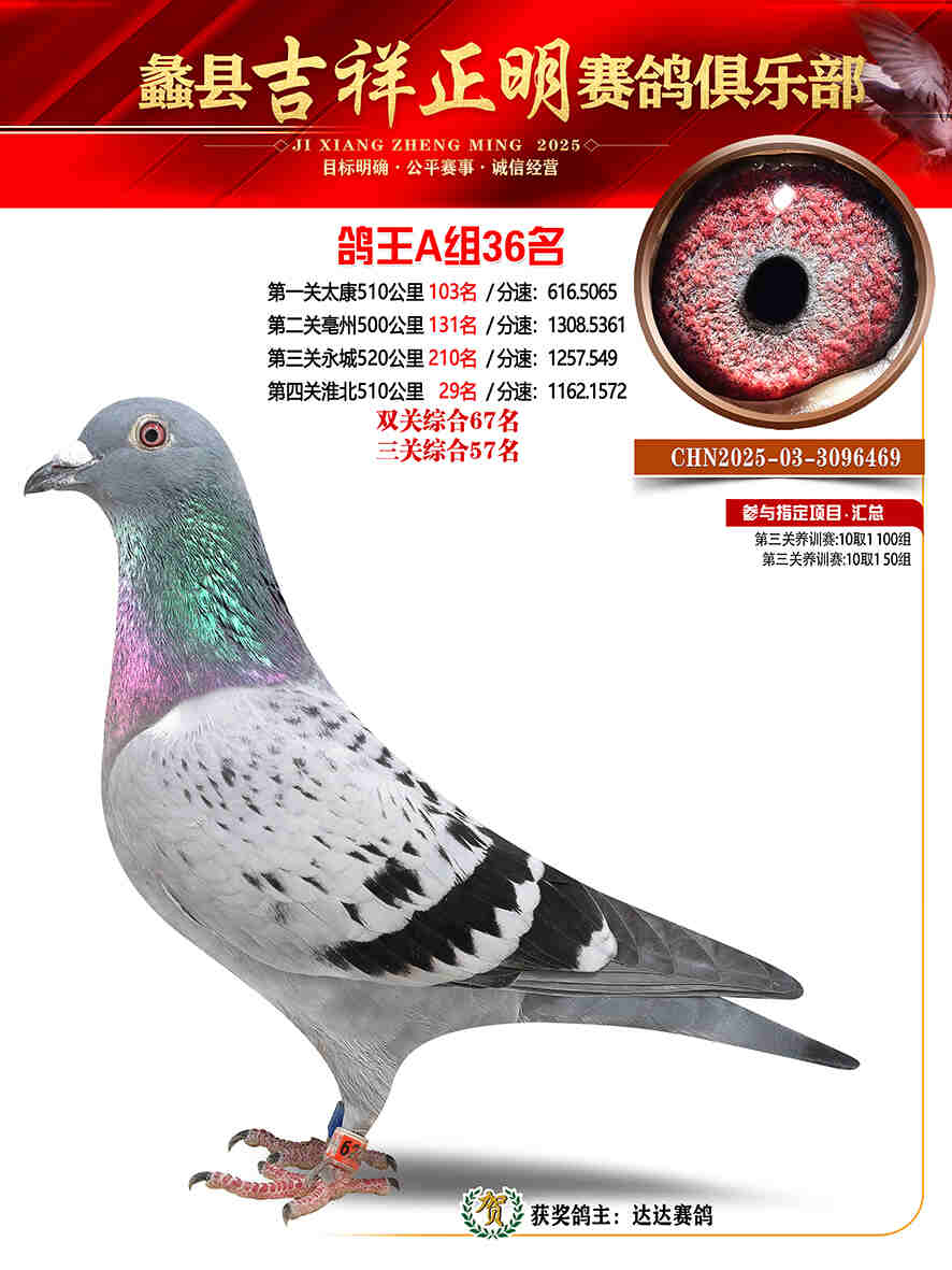 25年秋吉祥正明36号